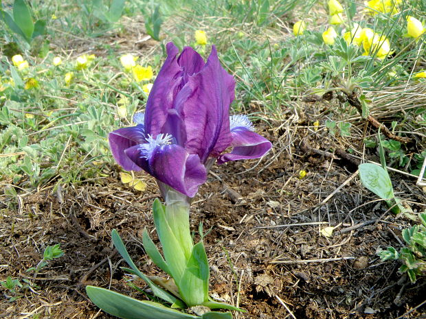 kosatec nízky Iris pumila L.