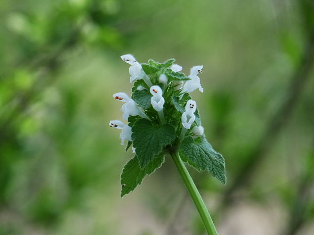 hluchavka purpurová Lamium purpureum L.