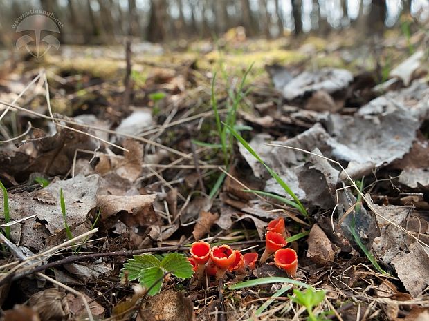 ohnivček zimný Microstoma protractum (Fr.) Kanouse