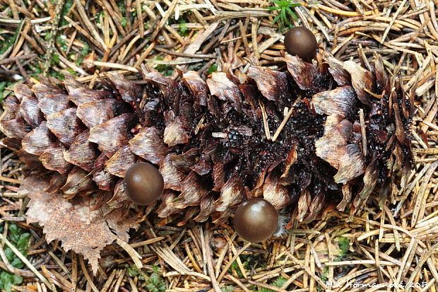 prilbička šišková Mycena strobilicola J. Favre & Kühner