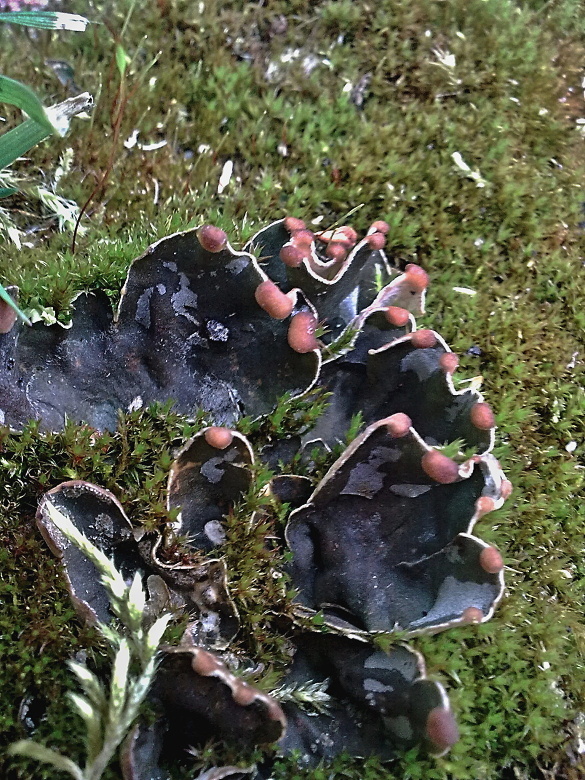 štítnatec drobný Peltigera didactyla (With.) J.R. Laundon