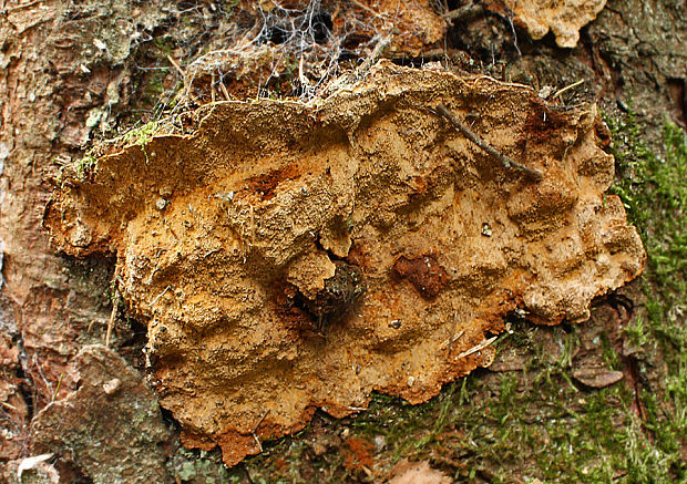 ohňovec smrekový Phellinus chrysoloma (Fr.) Donk