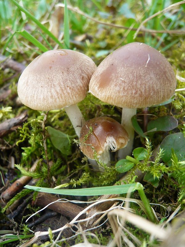 drobuľka hnedosivá? Psathyrella spadiceogrisea (Schaeff.) Maire