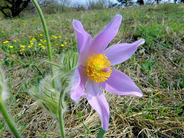 poniklec veľkokvetý Pulsatilla grandis Wender.