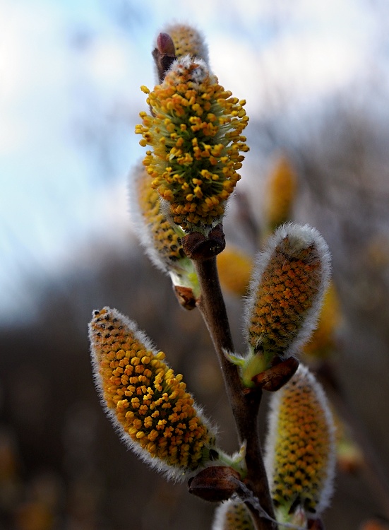 vŕbové jahňadky Salix sp.