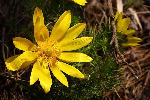 hlaváčik jarný Adonis vernalis L.