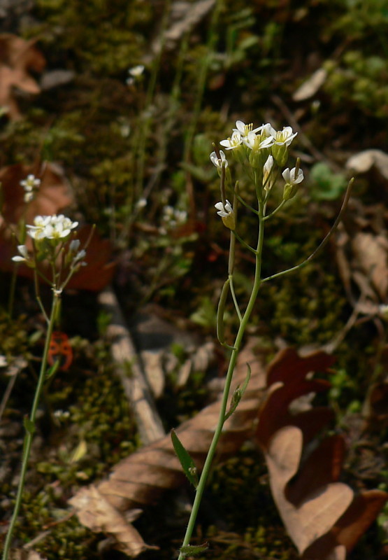 arábkovka thalova - huseníček rolní Arabidopsis thaliana (L.) Heynh.