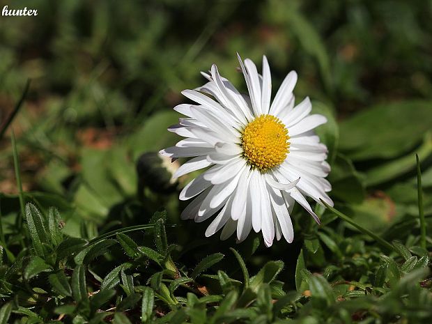 sedmokráska obyčajná Bellis perennis L.