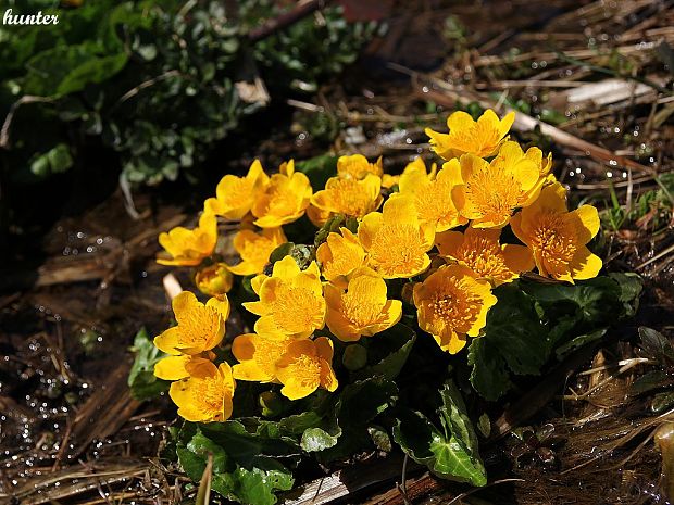 záružlie močiarne Caltha palustris L.