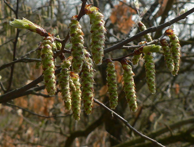 hrab obyčajný Carpinus betulus L.