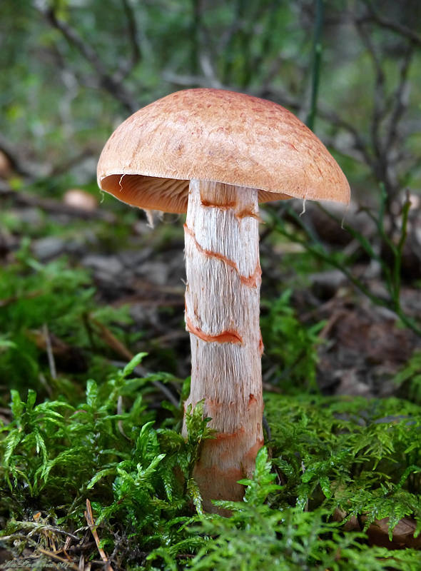 pavučinec náramkovitý Cortinarius armillatus  (Fr.) Fr.