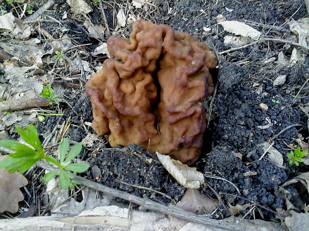 ušiak obrovský Gyromitra gigas (Krombh.) Cooke