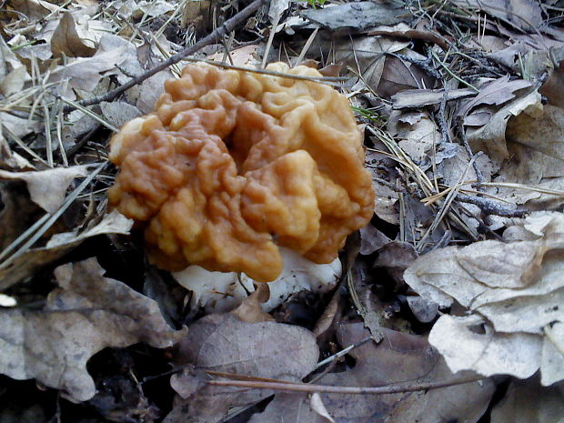 ušiak obrovský Gyromitra gigas (Krombh.) Cooke