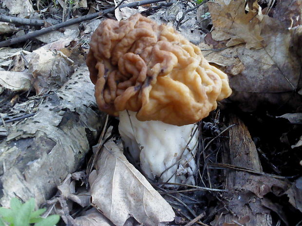 ušiak obrovský Gyromitra gigas (Krombh.) Cooke