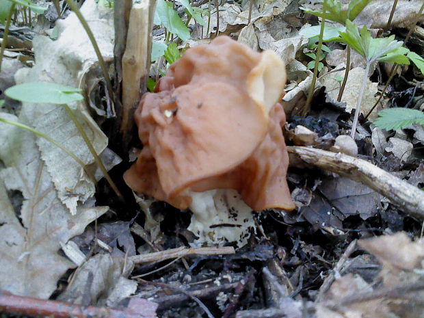 ušiak obrovský Gyromitra gigas (Krombh.) Cooke