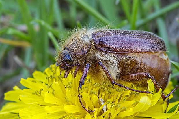 chrústik jarný Holochelus aequinoctialis