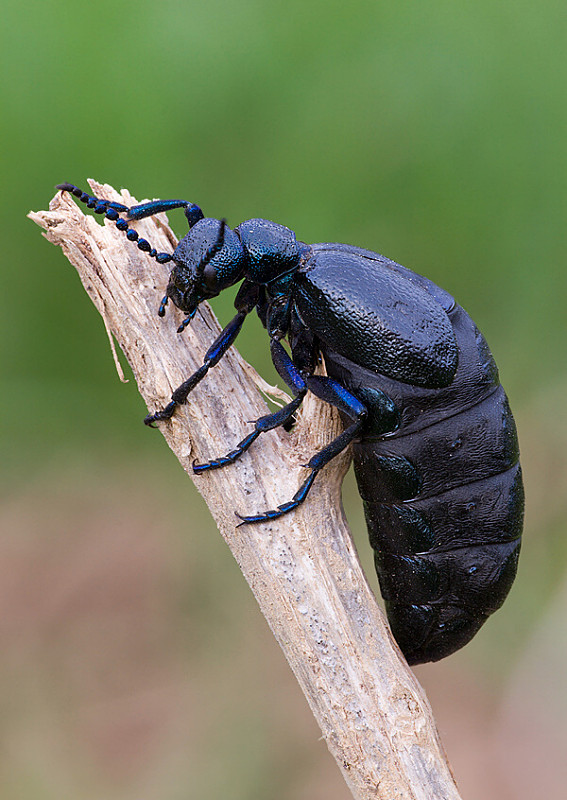 májka fialová Meloe violaceus