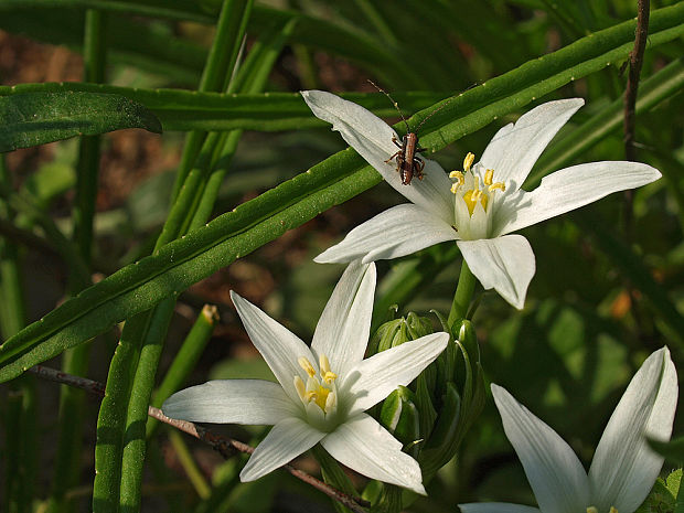 bledavka okolíkatá Ornithogalum umbellatum L