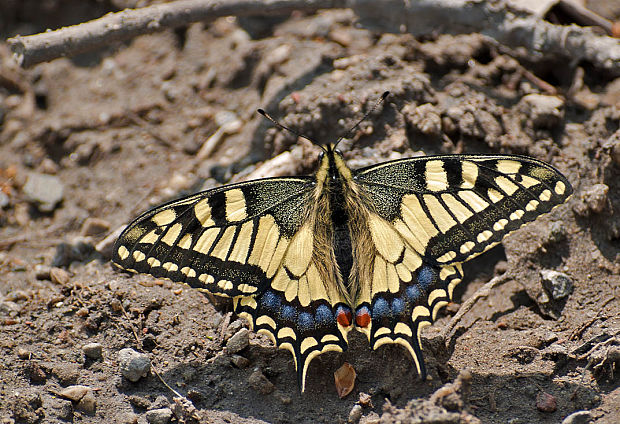 vidlochvost feniklový  Papilio machaon