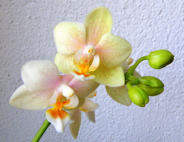 orchidea Phalaenopsis