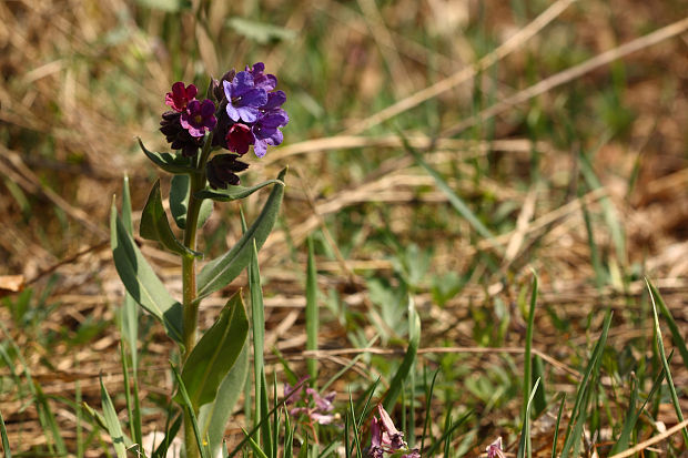 pľúcnik mäkký Pulmonaria mollis Wulfen ex Hornem.