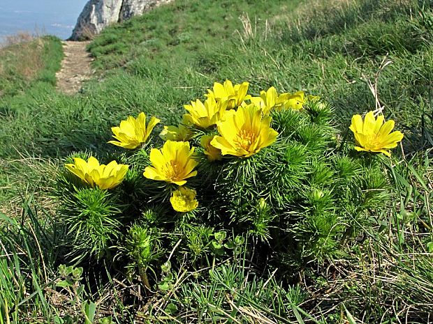 hlaváčik jarný-hlaváček jarní Adonis vernalis L.