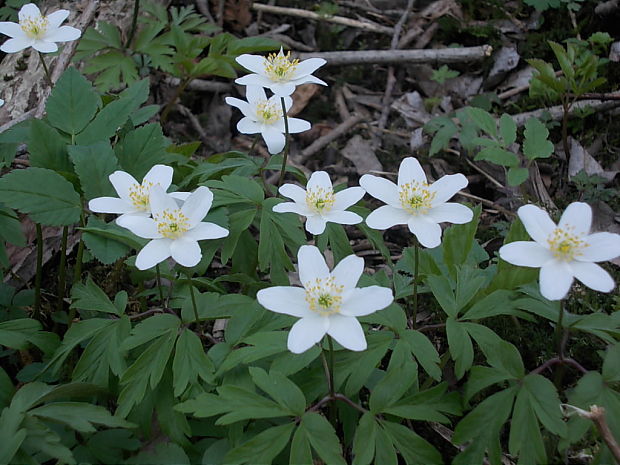 veternica hájna Anemone nemorosa L.