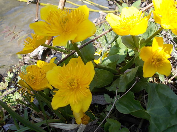 záružlie močiarne horské Caltha palustris subsp. laeta (Schott, Nyman et Kotschy) Hegi