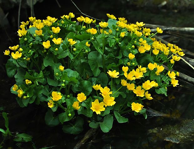 záružlie močiarne Caltha palustris L.