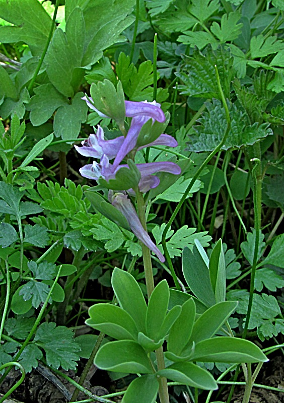 chochlačka nízka-dymnivka nízká Corydalis pumila (Host) Rchb.