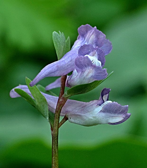 chochlačka nízka - dymnivka nízká Corydalis pumila (Host) Rchb.