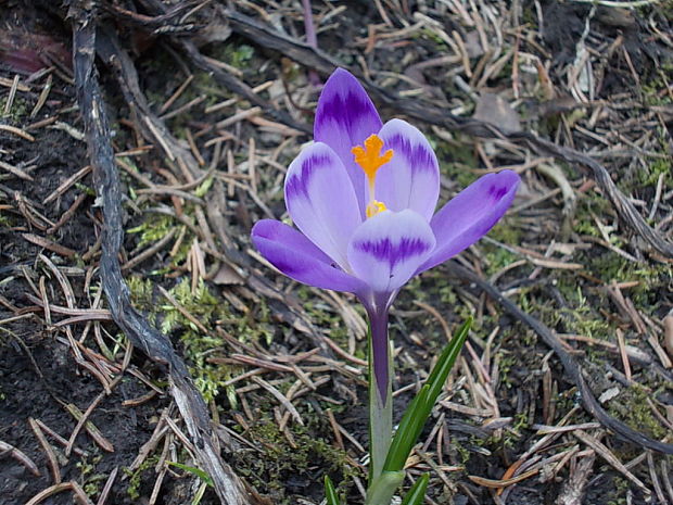 šafran karpatský Crocus heuffelianus Herb.