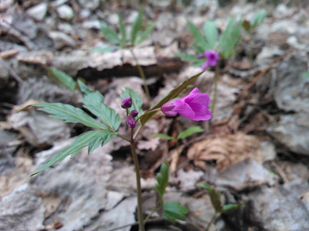 zubačka žliazkatá Dentaria glandulosa Waldst. et Kit. ex Willd.