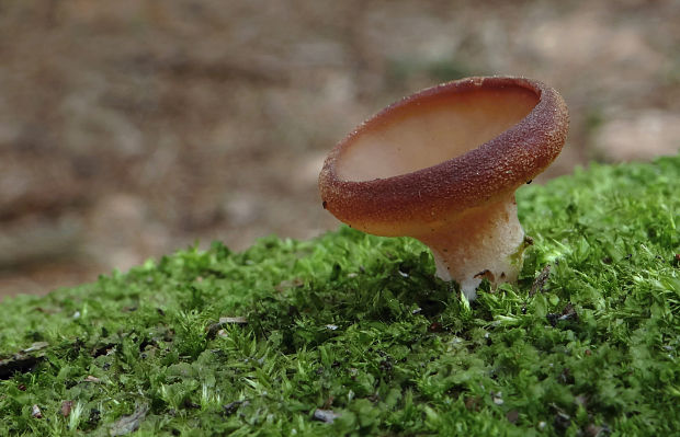 discinka hnedá Discina ancilis (Pers.) Sacc.