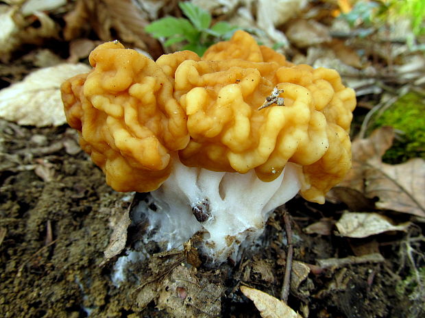 ušiak obrovský Gyromitra gigas (Krombh.) Cooke