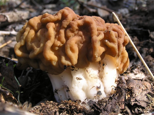 ušiak obrovský Gyromitra gigas (Krombh.) Cooke