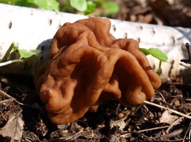 ušiak obrovský Gyromitra gigas (Krombh.) Cooke