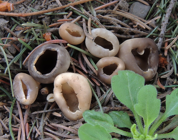 chriapač sosnový Helvella leucomelaena (Pers.) Nannf.