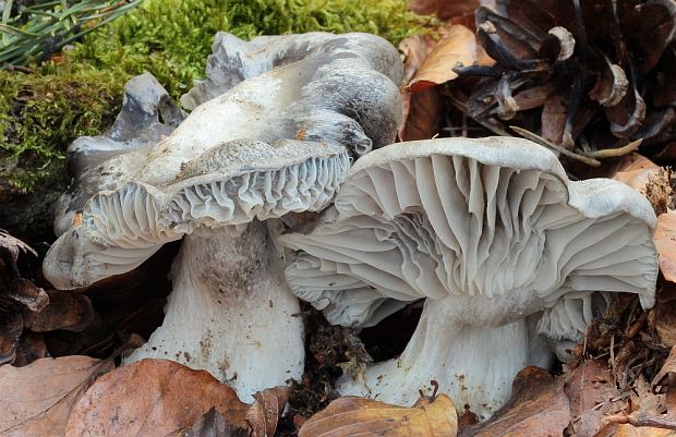 šťavnačka marcová Hygrophorus marzuolus (Fr.) Bres.