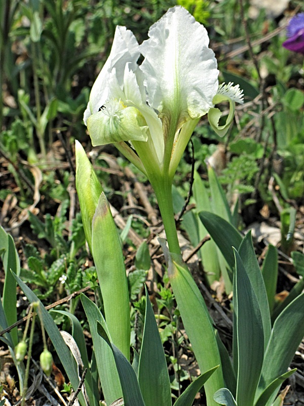 kosatec nízky-kosatec nízký Iris pumila L.