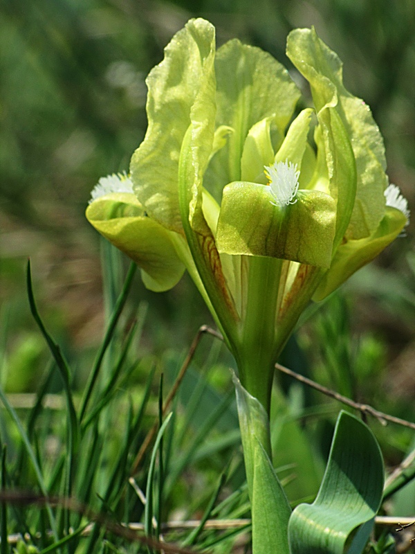 kosatec nízky-kosatec nízký Iris pumila L.