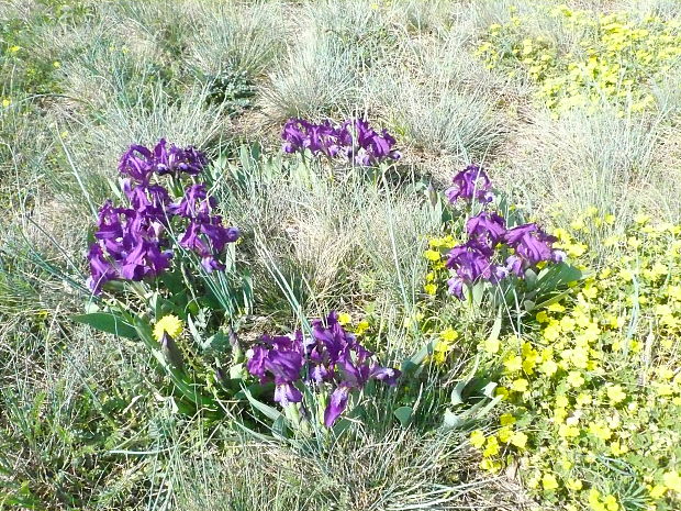 kosatec nízky Iris pumila L.