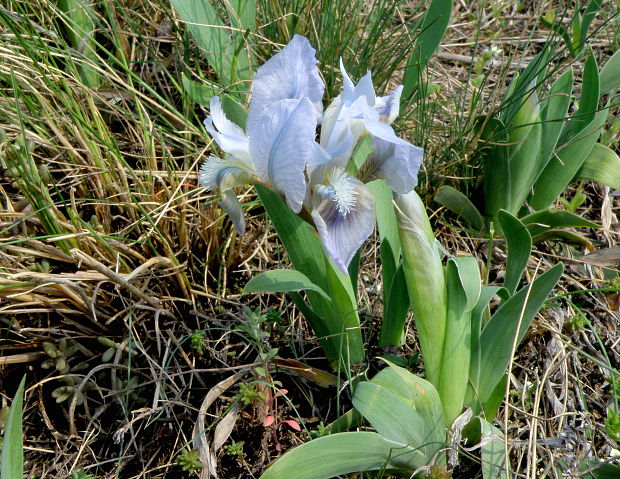 kosatec nízky Iris pumila L.