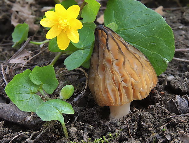 smrčok hybridný Morchella semilibera DC.