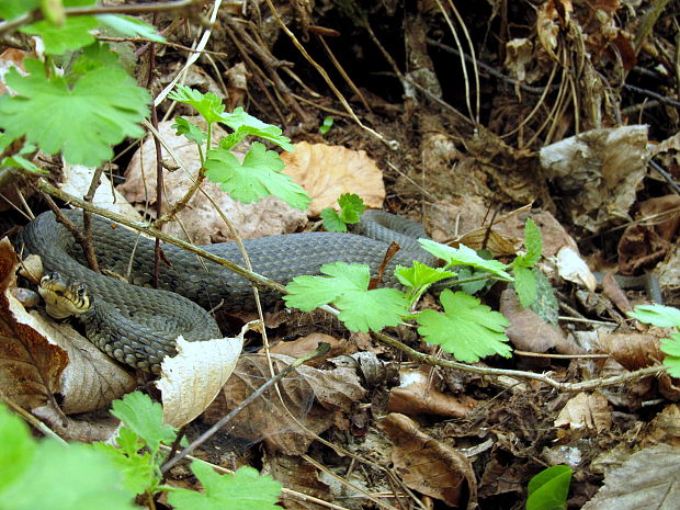 užovka obojková Natrix natrix