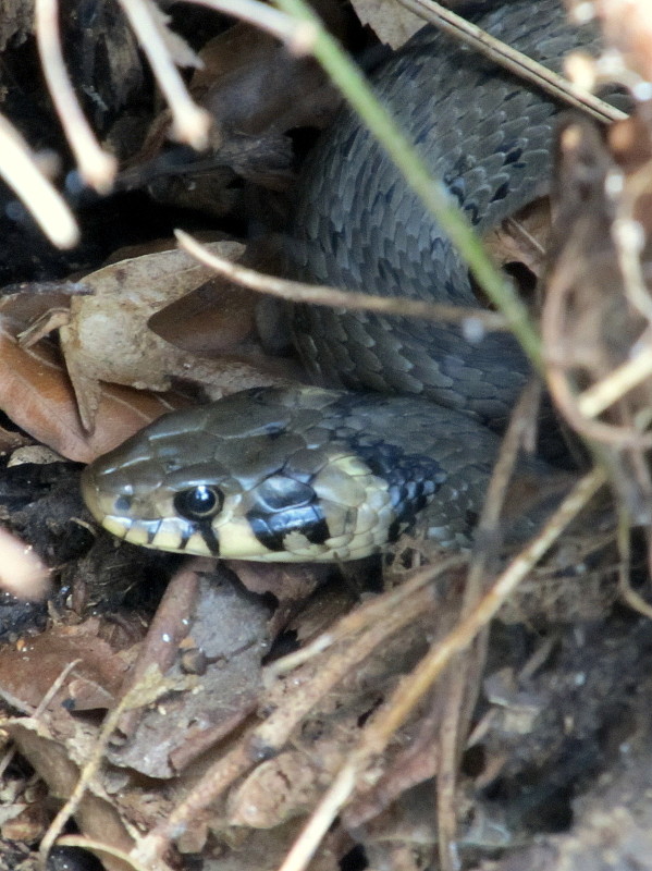 užovka obojková Natrix natrix