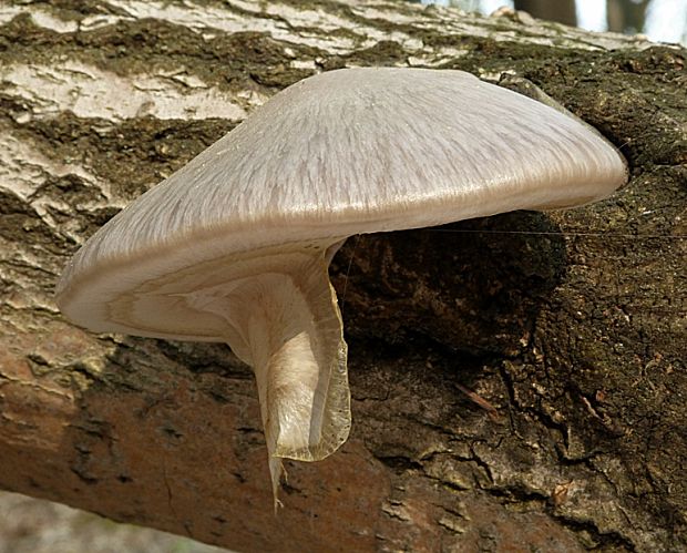 hliva závojová Pleurotus calyptratus (Lindblad ex Fr.) Sacc.