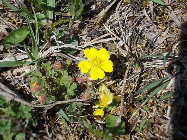 nátržník piesočný Potentilla arenaria Borkh.