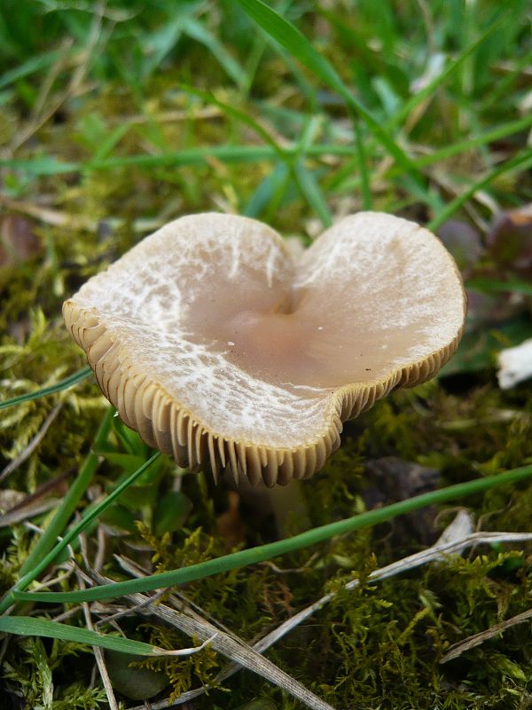 drobuľka hnedosivá Psathyrella spadiceogrisea (Schaeff.) Maire