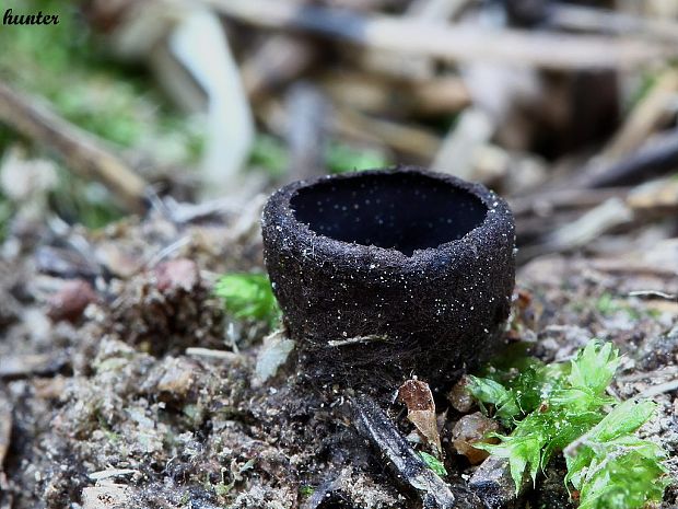 misôčka černastá Pseudoplectania nigrella (Pers.) Fuckel